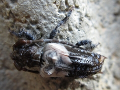 Pogonocherus dimidiatus
