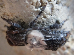 Pogonocherus dimidiatus
