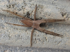 Pisaura ancora