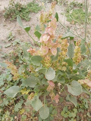 Rumex vesicarius