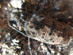 Moechotypa diphysis