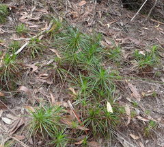 Stylidium productum