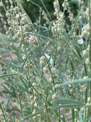 Crotalaria sphaerocarpa sphaerocarpa