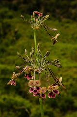 Pelargonium schlechteri
