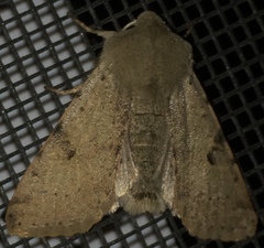 Orthosia behrensiana