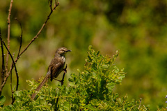 Prinia hypoxantha