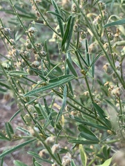 Crotalaria sphaerocarpa sphaerocarpa