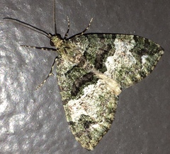 Hydriomena albifasciata