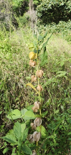Nicandra physalodes observed 2026-04-25