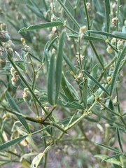 Crotalaria sphaerocarpa sphaerocarpa