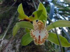 Cymbidium hookerianum