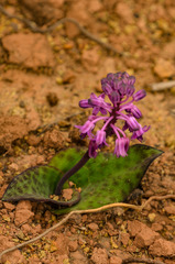 Ledebouria sandersonii