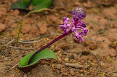 Ledebouria sandersonii