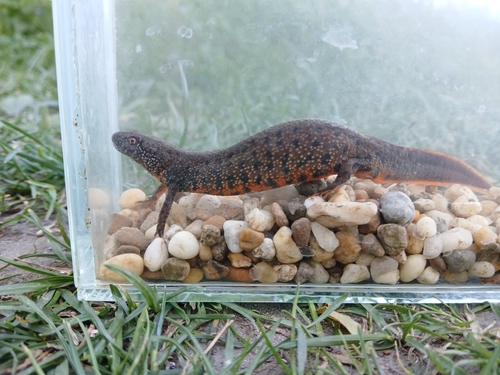 Danube Crested Newt, Budapest, Mocsárosdűlő, 1031 Hungary, photo 6 of 10