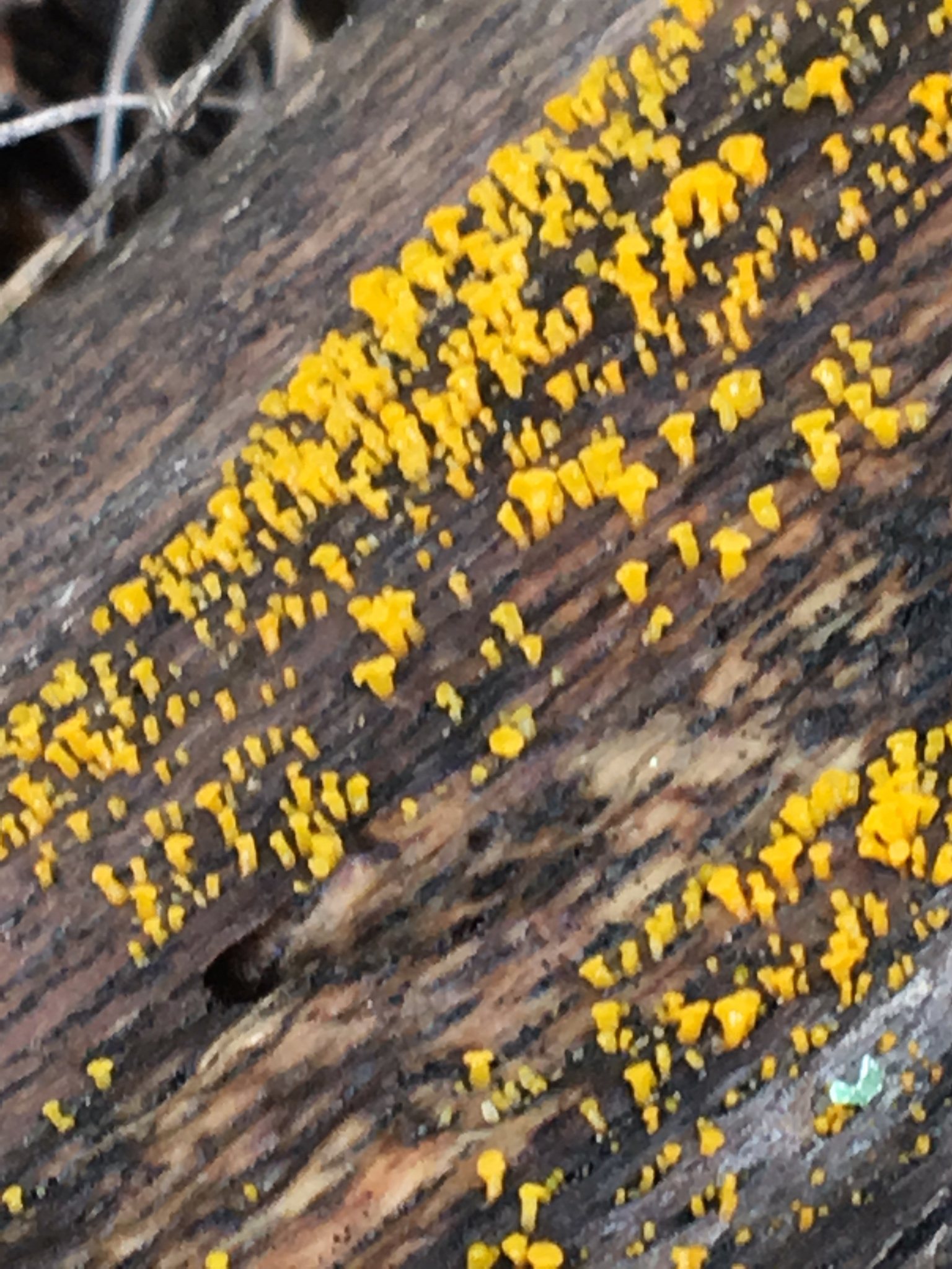 Dacrymyces capitatus image