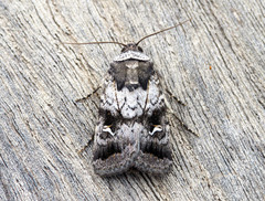 Proteuxoa restituta