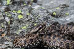 Vipera walser