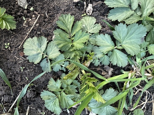 Yellow avens