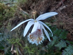 Pleione humilis