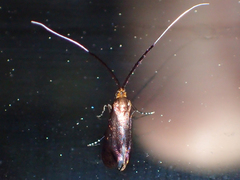 Adela caeruleella