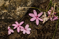 Rhodohypoxis