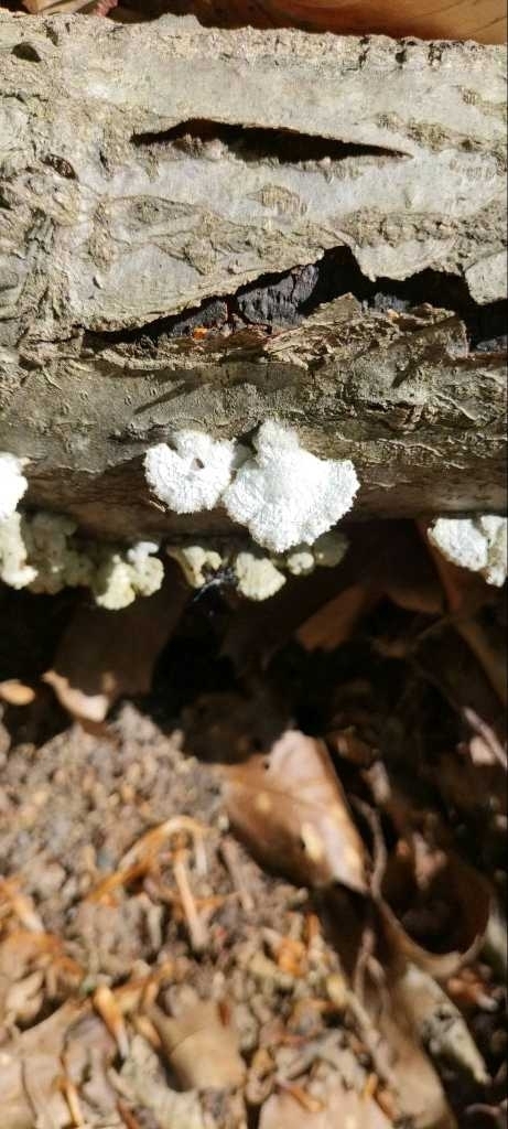 Schizophyllum commune · April 2026 · photo: © rolandgromes (iNaturalist, cc-by)