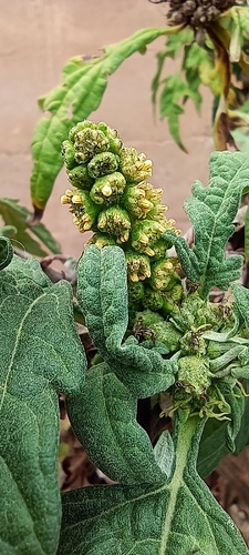 Ambrosia arborescens, photograph 6