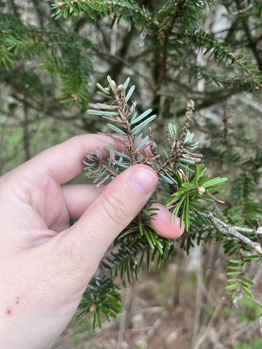 Fraser fir