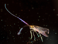 Adela caeruleella