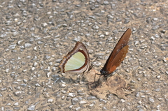 Polyura