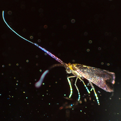 Adela caeruleella
