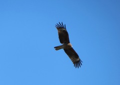 Milvus migrans lineatus