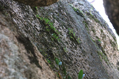 Bulbophyllum elisae