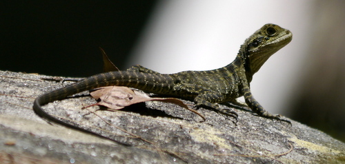 Australian Water Dragon, photo 9 of 10