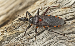 Neohavinthus pentatomus