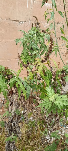 Ambrosia arborescens, photograph 5