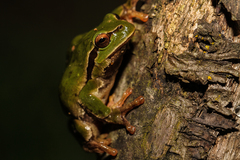 Hyla intermedia perrini
