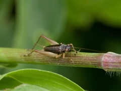Trigonidium japonicum