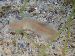 Leptoplanoidea