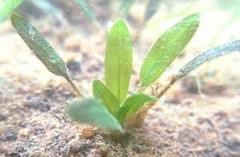 Halophila beccarii