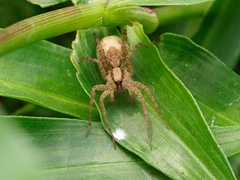 Pardosa pusiola
