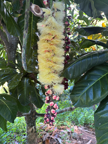Barringtonia edulis observed 2026-04-22