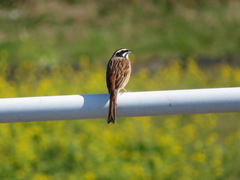 Emberiza cioides
