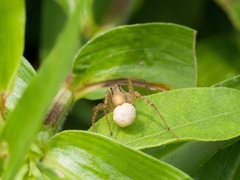 Pardosa pusiola