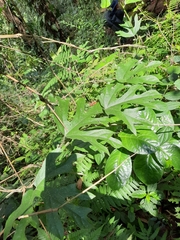 Aristolochia platanifolia