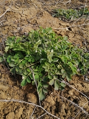 Chelidonium majus