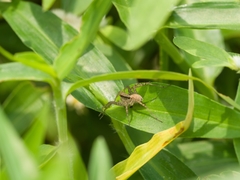 Pardosa pusiola