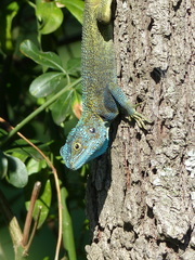 Acanthocercus atricollis