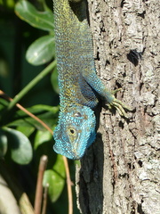 Acanthocercus atricollis