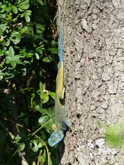 Acanthocercus atricollis
